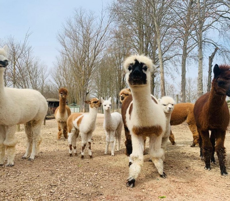 Escursione di una giornata presso Leo Wild Park